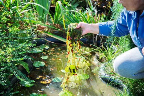 How to Control Algae in a Pond Mandeville, LA How to Control Algae in a Pond Mandeville, LA