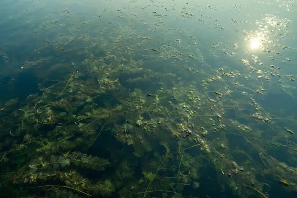 Pond Algae Control Mandeville, LA