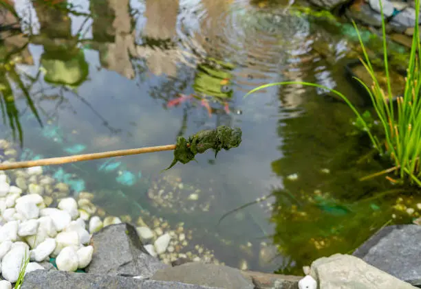 Pond Algae Control in Mandeville, LA