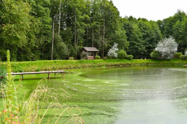 Reliable Pond Algae Control in Mandeville, LA